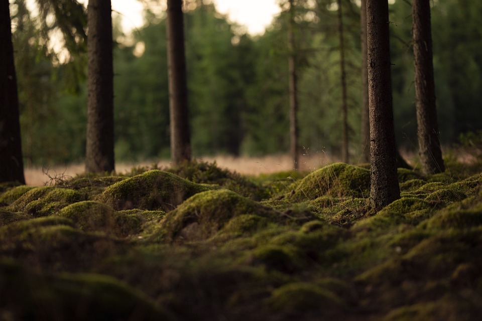 Discipline is Key: Arun Patel of Arunasset Explores the Parallels Between Tracking Tigers and Investing in Multibaggers.